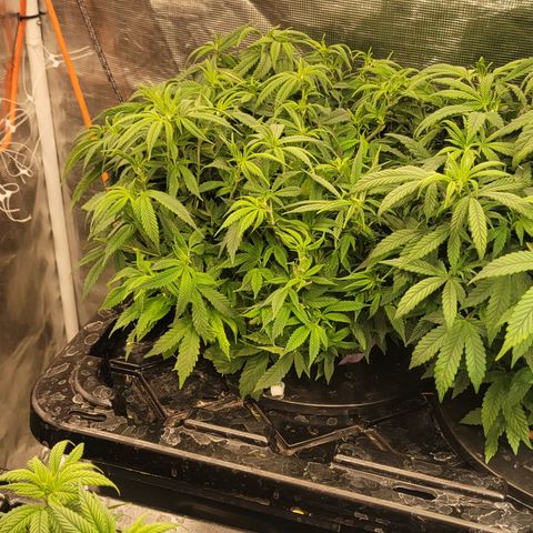 Wedding Cake 1 growlog timeline photo
