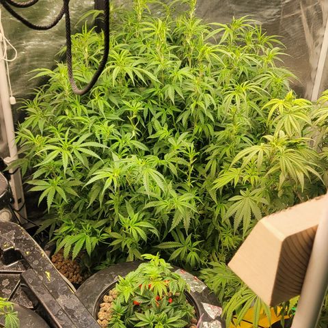 OG Kush growlog timeline photo