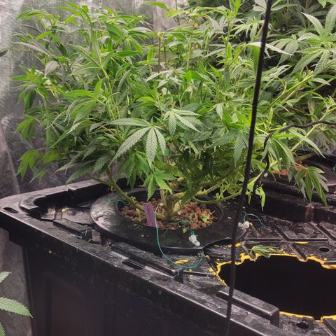 Wedding Cake 1 growlog timeline photo