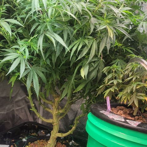 OG Kush growlog timeline photo