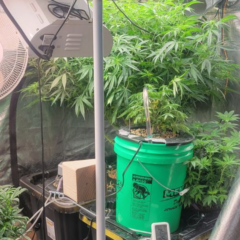 OG Kush growlog timeline photo