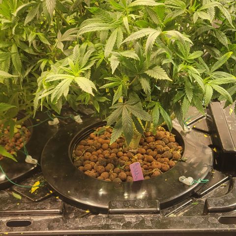 Wedding Cake 2 growlog timeline photo