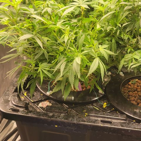 Wedding Cake 1 growlog timeline photo