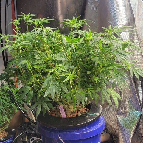 Wedding Cake 1 growlog timeline photo