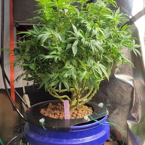 Wedding Cake 2 growlog timeline photo