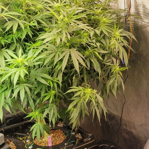 OG Kush growlog timeline photo