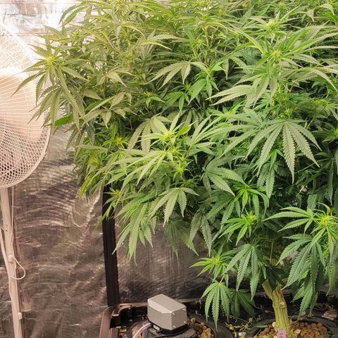 OG Kush growlog timeline photo