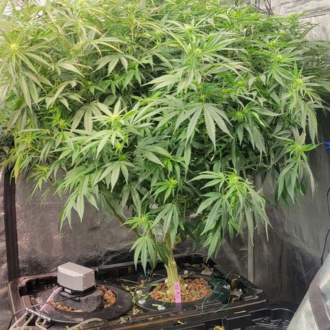 OG Kush growlog timeline photo