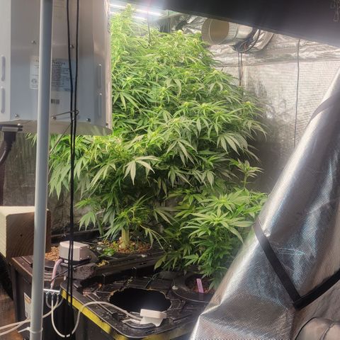OG Kush growlog timeline photo