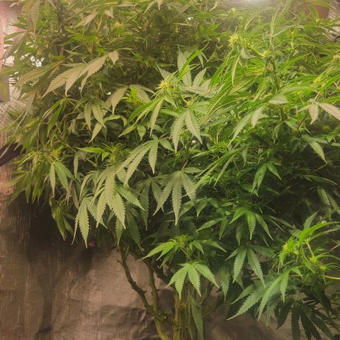 OG Kush growlog timeline photo