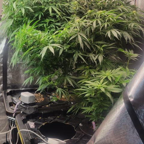 OG Kush growlog timeline photo