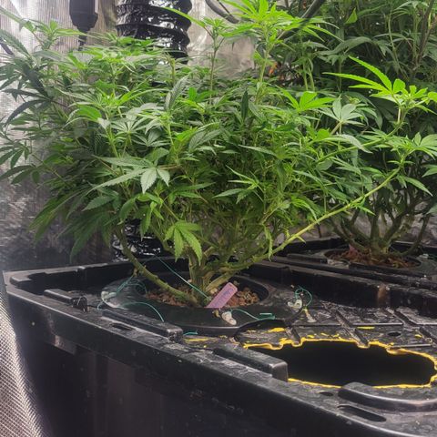 Wedding Cake 1 growlog timeline photo