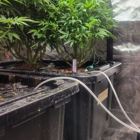 Wedding Cake 2 growlog timeline photo