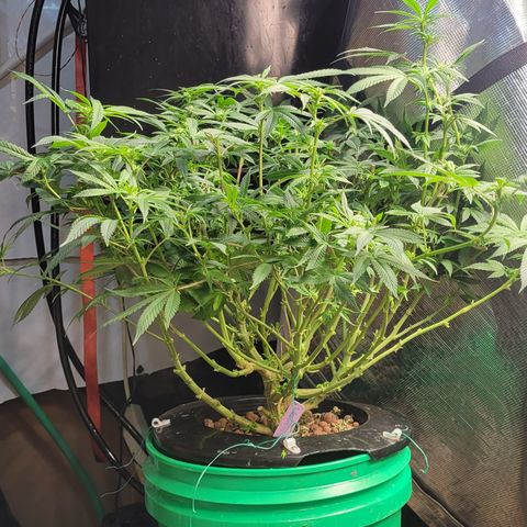 Wedding Cake 1 growlog timeline photo