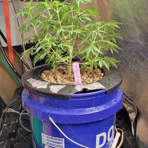 Wedding Cake 2 growlog timeline photo