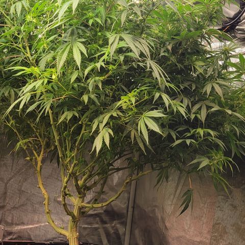 OG Kush growlog timeline photo