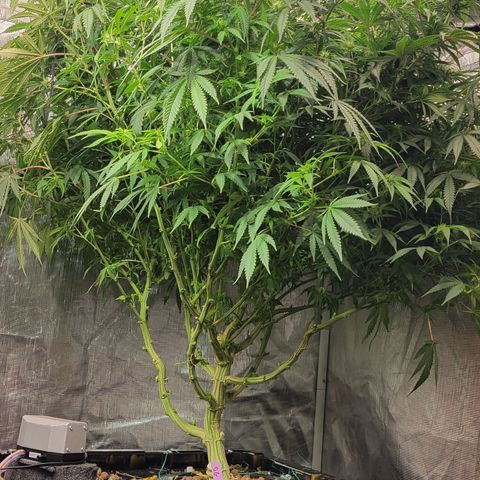 OG Kush growlog timeline photo