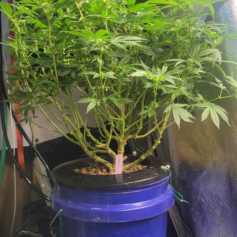 Wedding Cake 1 growlog timeline photo