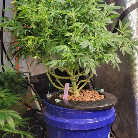 Wedding Cake 2 growlog timeline photo