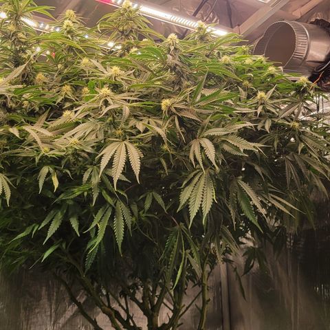OG Kush growlog timeline photo