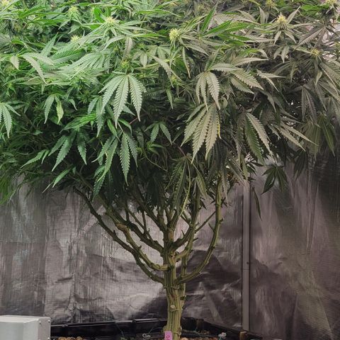 OG Kush growlog timeline photo