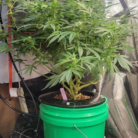 Wedding Cake 1 growlog timeline photo
