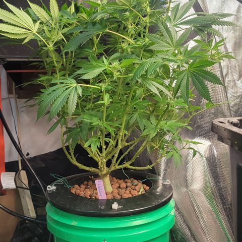 Wedding Cake 2 growlog timeline photo