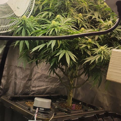 OG Kush growlog timeline photo