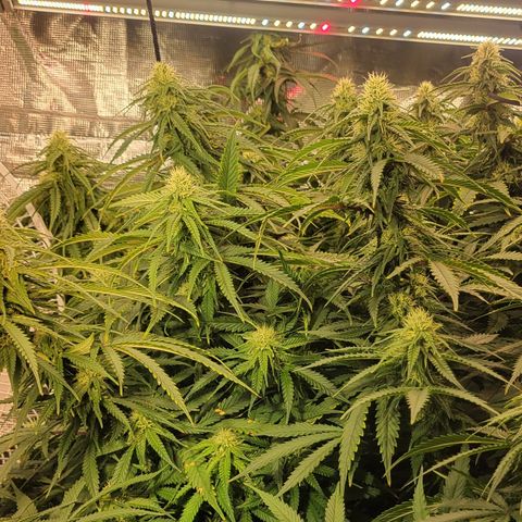 OG Kush growlog timeline photo