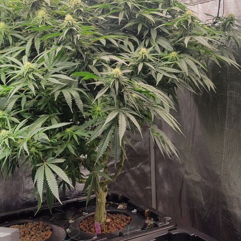 OG Kush growlog timeline photo