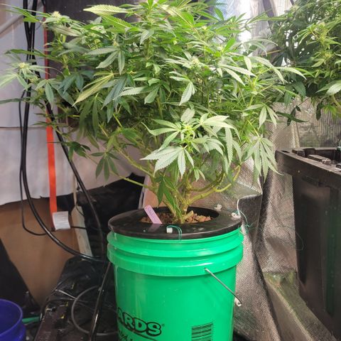 Wedding Cake 1 growlog timeline photo