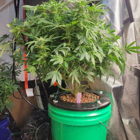 Wedding Cake 2 growlog timeline photo