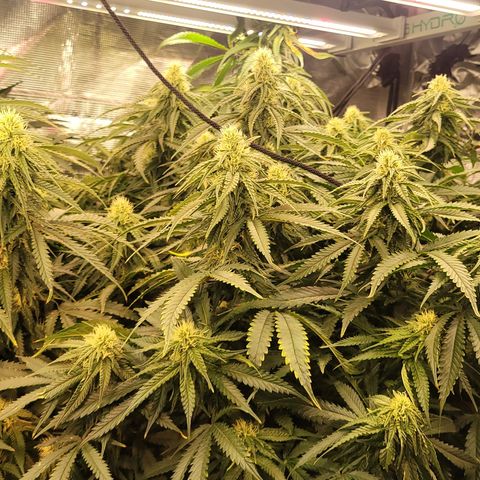 OG Kush growlog timeline photo