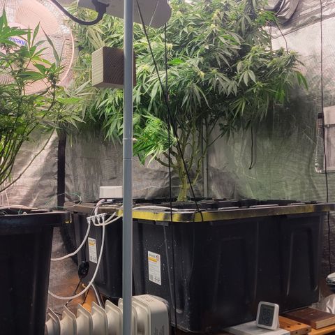 OG Kush growlog timeline photo
