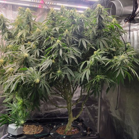 OG Kush growlog timeline photo