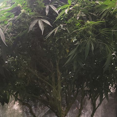 OG Kush growlog timeline photo