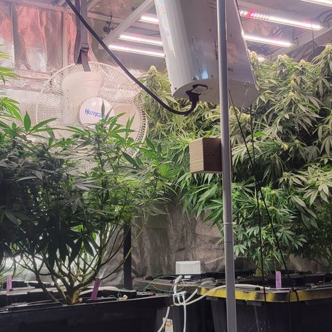 OG Kush growlog timeline photo