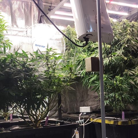 OG Kush growlog timeline photo