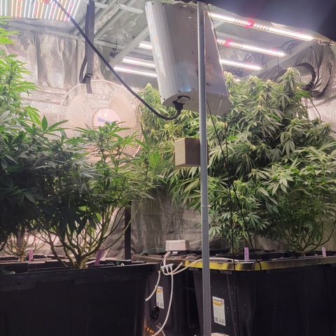 OG Kush growlog timeline photo