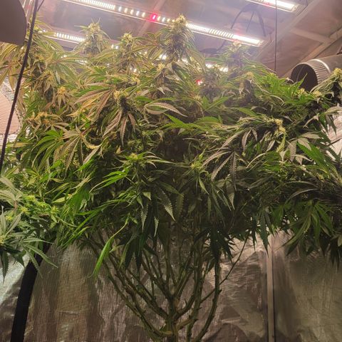 OG Kush growlog timeline photo