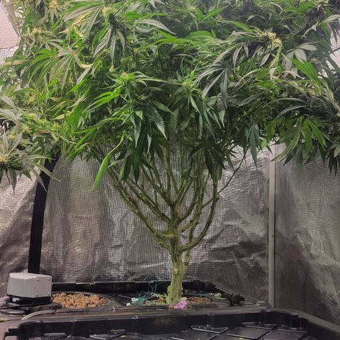 OG Kush growlog timeline photo