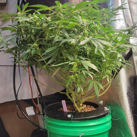 Wedding Cake 1 growlog timeline photo