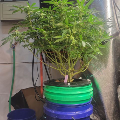 Wedding Cake 1 growlog timeline photo