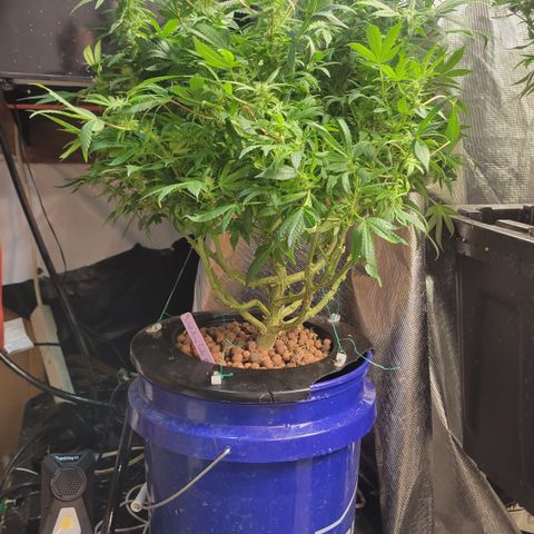 Wedding Cake 2 growlog timeline photo