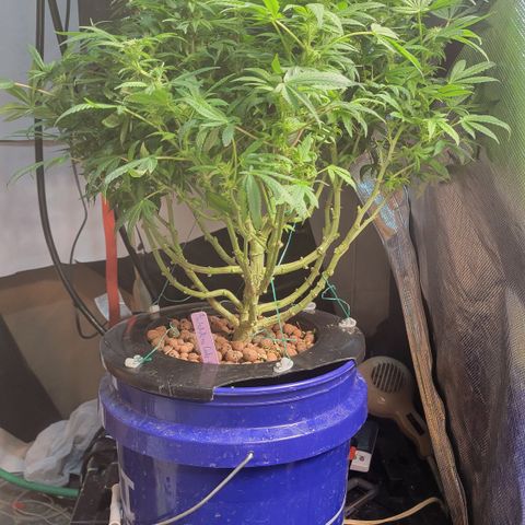 Wedding Cake 2 growlog timeline photo