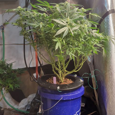 Wedding Cake 1 growlog timeline photo