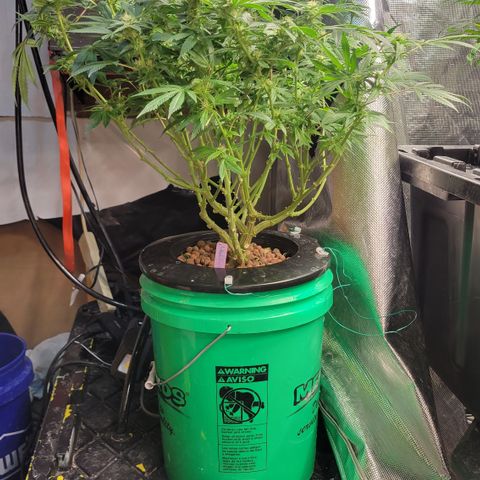Wedding Cake 1 growlog timeline photo