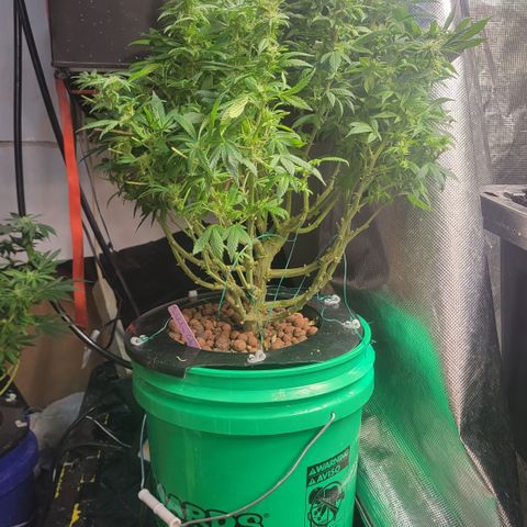 Wedding Cake 2 growlog timeline photo