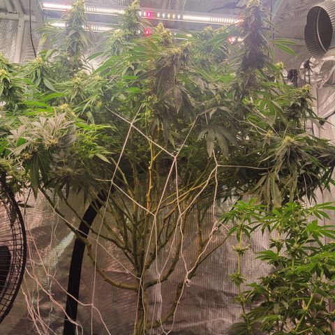 OG Kush growlog timeline photo