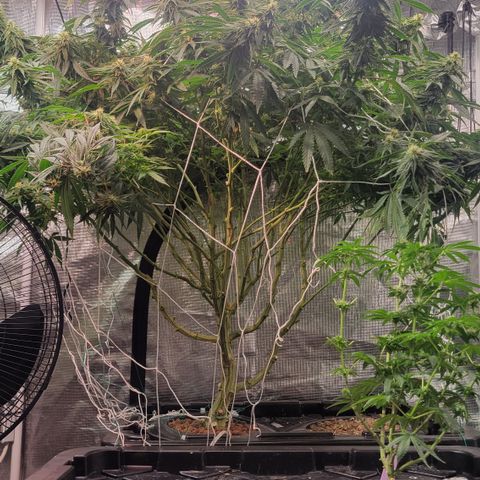 OG Kush growlog timeline photo